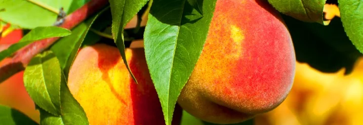 Reife Pfirsiche am Baum